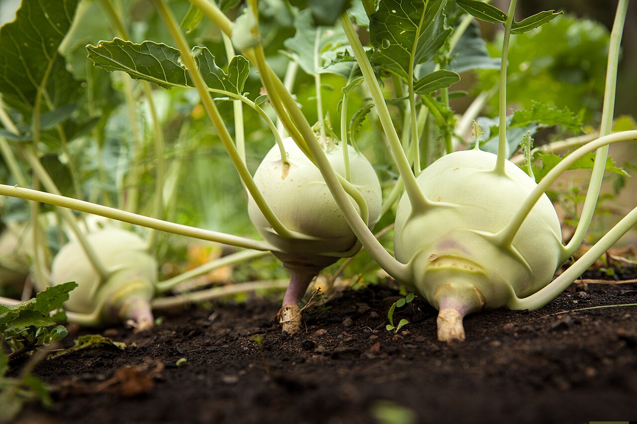 kohlrabi4419 - 오늘살림