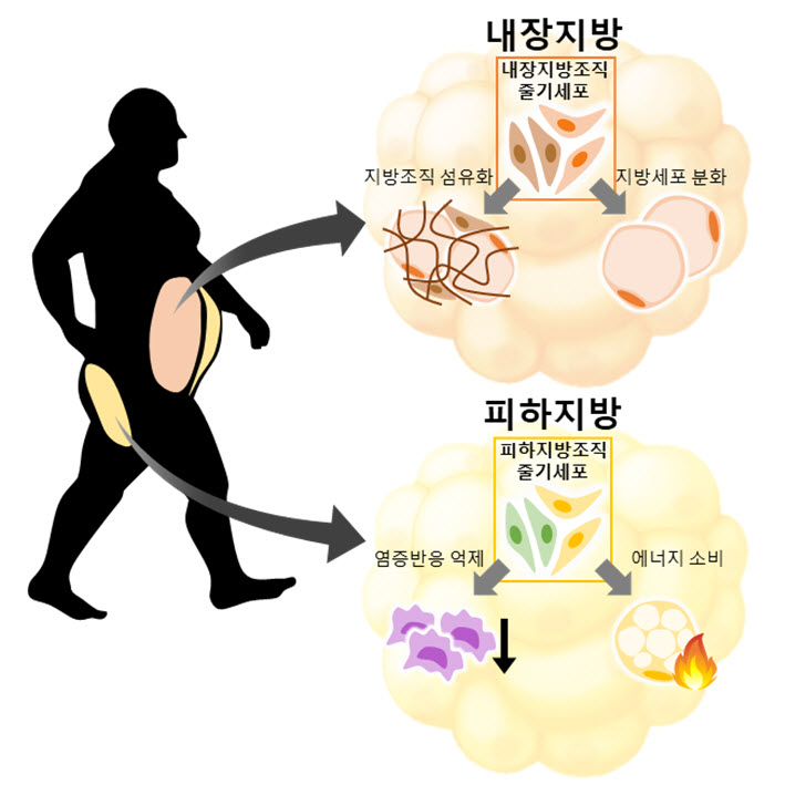 내장비만 빼는 법, 허리둘레 92에서 78로 줄인 방법 공개